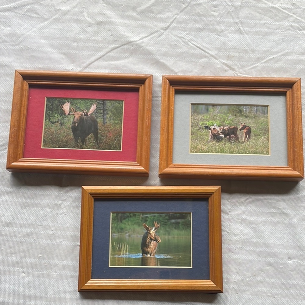 Framed moose prints
